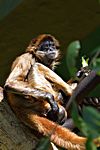 Gibbon, Tarongo Zoo, Sydney, New South Wales