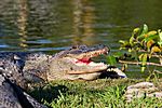Alligator, Everglades Safari Park, Florida