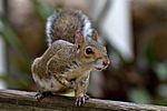 Eichhörnchen, Homosassa, Florida