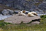 Schlittenhunde, Ilulissat