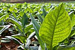 Tabakplantage, Kuba