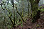 Lorbeerwald - Bosque del Cedro, La Gomera