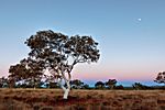 Ghost Tree, Karijini NP, Westaustralien