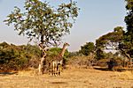 Giraffe, Südluangwa Nationalpark, Zambia