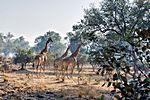 Giraffen, Südluangwa Nationalpark, Zambia