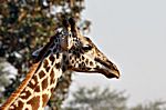 Giraffe, Südluangwa Nationalpark, Zambia