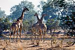 Giraffen, Südluangwa Nationalpark, Zambia