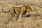 Löwe, Etosha National Park