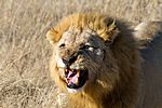Löwe, Etosha National Park