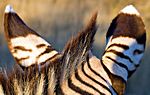 Zebra, Etosha National Park