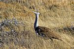 Riesentrappe, Etosha National Park