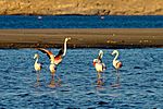 Flamingos, Lüderitz Bucht
