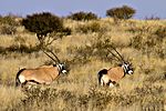 Oryx (Gemsbock), Pirschfahrt, Kalahari Anib Lodge