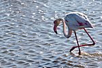 Flamingo, Walvis Bay