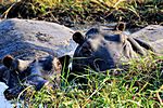 Flusspferde, Chobe NP, Botswana