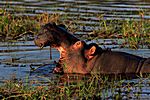 Flusspferd, Chobe NP, Botswana