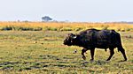 Wasserbüffel, Chobe NP, Botswana