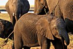 Elefanten, Chobe NP, Botswana