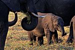 Elefanten, Chobe NP, Botswana
