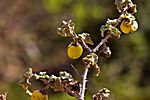 Jericho Tomate (Solanum incanum)