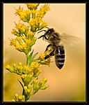 Goldrute mit Biene
