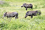 Warzenschweine, Tarangire NP