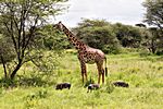 Giraffe, Tarangire NP