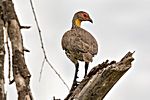 Gelbhals Spornvogel, Tarangire NP