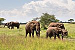 Elefanten, Tarangire NP