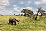 Elefant, Tarangire NP