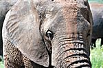 Elefant, Tarangire NP