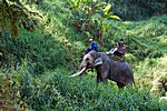 Maesa Elephant Camp, Chiang Mai