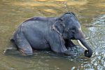 Maesa Elephant Camp, Chiang Mai