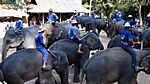 Maesa Elephant Camp, Chiang Mai