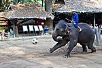 Maesa Elephant Camp, Chiang Mai