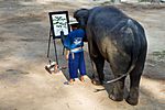 Maesa Elephant Camp, Chiang Mai