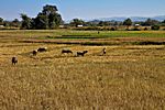 Zwischen Chiang Mai und Sukothai