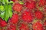 Rambutan - Zwillingspflaume