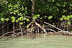 Mangroven, Hong Island, Krabi, Andamanensee