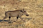 Wildschwein, Namibia