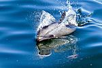 Delphin, Namibia