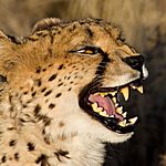 Gepard, Namibia