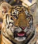 Tiger, Wat Pa Luangta, Kanchanaburi