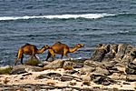 Kamele, Oman
