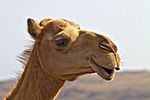Kamel, Oman