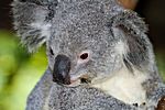 Koala, Cairns, Queensland