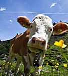 Kuh, Ahrntal, Südtirol