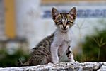 Kätzchen, Kefalonia, Griechenland