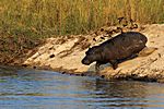 Flusspferd, Okavango
