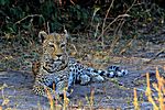 Leopard, Chobe NP